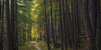 Cambio climático y ecosistemas forestales