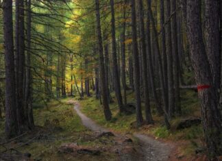 Cambio climático y ecosistemas forestales