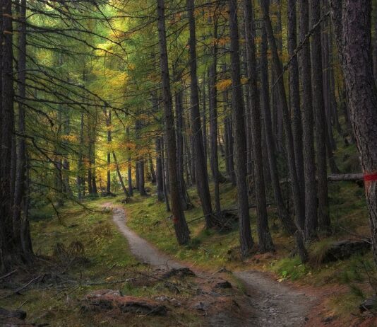 Cambio climático y ecosistemas forestales