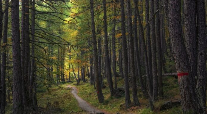 Cambio climático y ecosistemas forestales