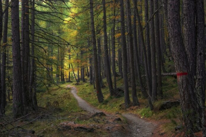 Cambio climático y ecosistemas forestales Cambio climático y ecosistemas forestales